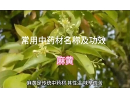 《爱肝科普小课堂》第十五讲：常用中药材名称及功效，麻黄